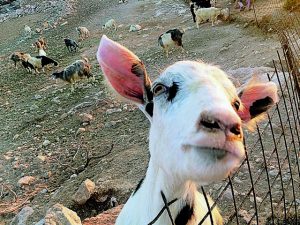 Η πορεία προς την ηλιθιότητα