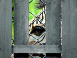 Ολο και περισσότερα κρούσματα για κακομεταχείριση