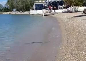 Αχαΐα: Πανικός στην παραλία του Καστελόκαμπου όταν λουόμενοι είδαν φίδι να κολυμπά δίπλα τους