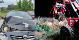 Καστοριά: Τροχαίο με νεκρή αρκούδα 300 κιλών σε σύγκρουση με ΙΧ