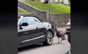 Βοστώνη: Βίντεο καταγράφει γαλοπούλα να… τραμπουκίζει κάμπριο αυτοκίνητο