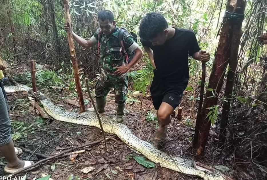 Ινδονησία: Μια γυναίκα βρέθηκε νεκρή μέσα στο στομάχι πύθωνα