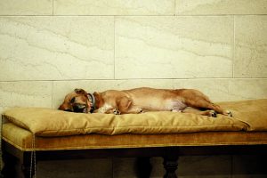 Μάλγαρα: 67χρονος οδηγούσε με σκύλο δεμένο έξω από το αυτοκίνητο