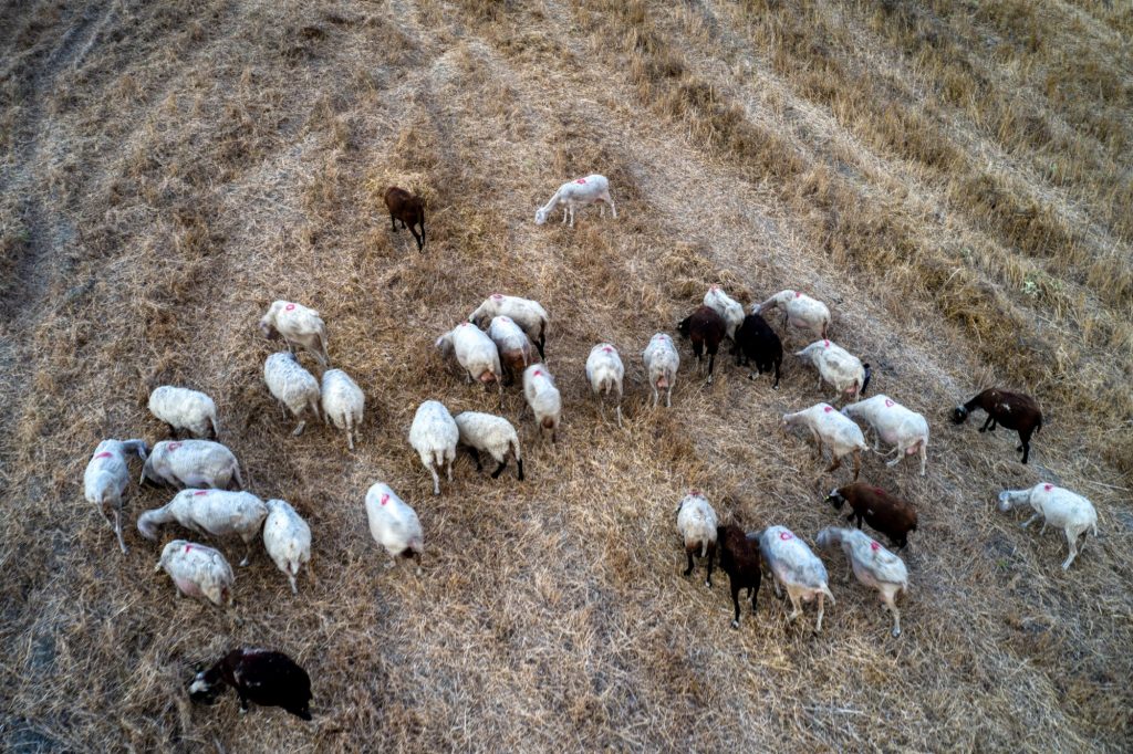 Ευλογιά των αιγοπροβάτων: Καταβολές αποζημιώσεων 12,2 εκατ. ευρώ σε κτηνοτρόφους