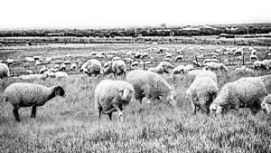 10 ερωτήσεις – απαντήσεις για την πανώλη