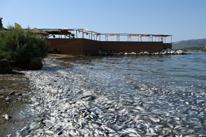 Βόλος: Επικίνδυνα κολύμπι και ψάρεμα – Τι λέει καθηγητής Χημείας