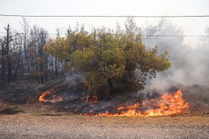 Φωτιά στον Έβρο σε δασική έκταση στο Μέγα Δέρειο