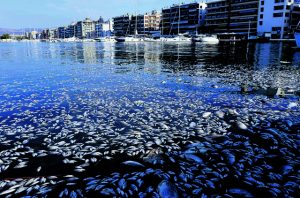 Βόλος: Έρευνα της εισαγγελίας για τα νεκρά ψάρια στον Παγασητικό