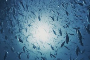 Κλιματική κρίση: Ερπετά και ψάρια δεν έχουν «ασπίδα» απέναντι στις ακραίες θερμοκρασίες