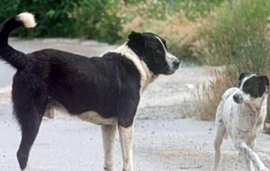 Εφιάλτης για μητέρα με παιδί 2 ετών στα Ιωάννινα: Κατέληξε στο νοσοκομείο μετά από επίθεση αδέσποτου σκύλου