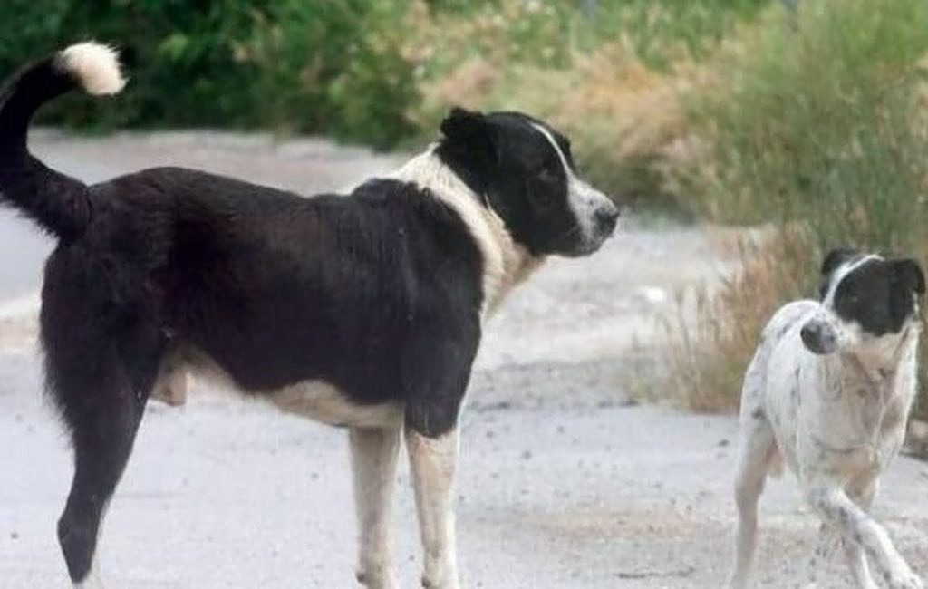 Εφιάλτης για μητέρα με παιδί 2 ετών στα Ιωάννινα: Κατέληξε στο νοσοκομείο μετά από επίθεση αδέσποτου σκύλου