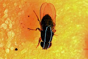 Σοκ στην επιστήμη: Δημιούργησαν νευρώνες μύγας σε ψηφιακό κόσμο – Το πρώτο βήμα για τεχνητή ζωή;