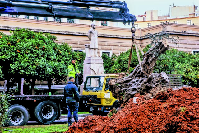 Μεταφυτεύθηκε υπεραιωνόβια ελιά 700 ετών μπροστά από την Παλαιά Βουλή