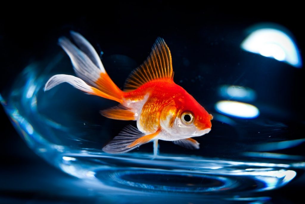 Δέκα αστικοί μύθοι που… συνεχίζουμε ακόμα να πιστεύουμε