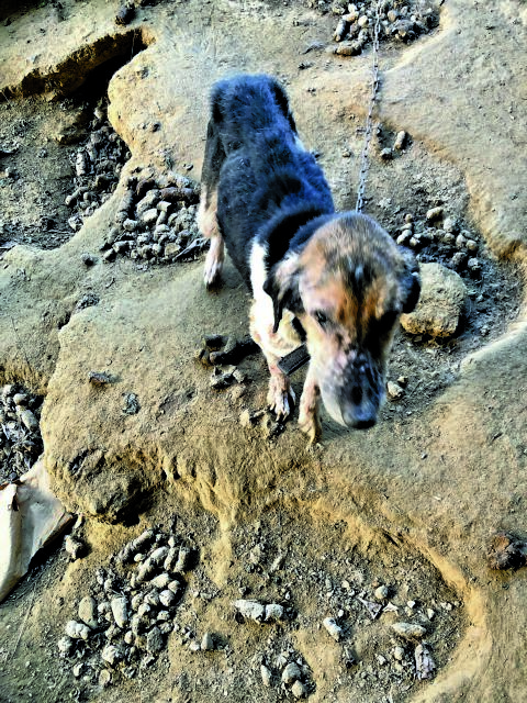 Αν υπήρχε κόλαση στη γη θα ήταν τα κυνοκομεία Αγίας Κυριακής και Ξηροκαμπίου