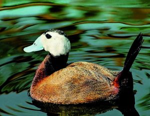 Στο Δέλτα του Εβρου 120 χαμωτίδες