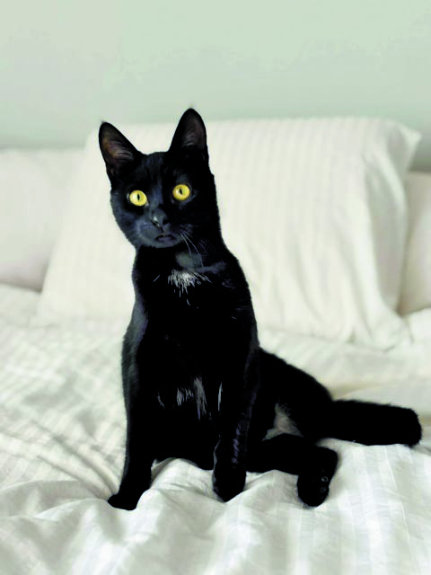 ΟΝΟΜΑ: Δάφνη Ηλικία: 6 μηνών Ράτσα: Από τις εκλεκτές