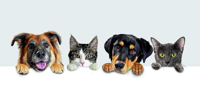 Σαδιστές από χόμπι