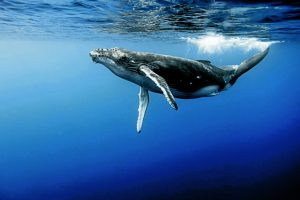 Όταν οι φάλαινες… τραγουδούν σαν άνθρωποι!