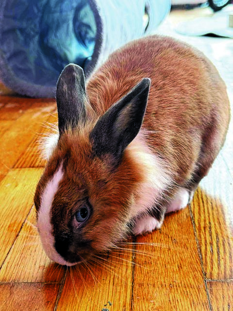 ΟΝΟΜΑ: Ραπουνζέλρατσα: Πανέμορφη