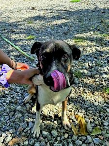 ΟΝΟΜΑ: Καζαμπλάνκα Ηλικία: 5 ετών Ράτσα: Καταπληκτική 