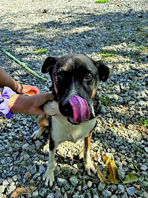 ΟΝΟΜΑ: Καζαμπλάνκα Ηλικία: 5 ετών Ράτσα: Καταπληκτική 