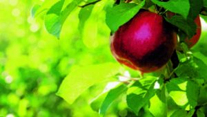 Δύο ποιήματα Σαπφώ