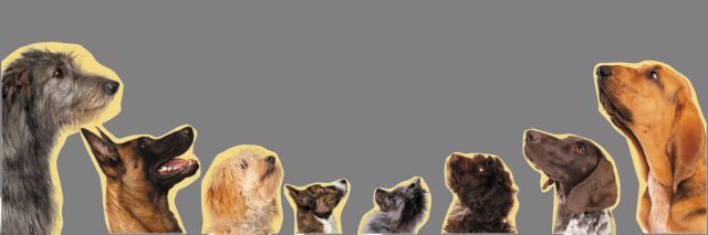 Οταν τα αδέσποτα ζώα αποτελούν εύκολη λεία