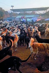 Οι εθελοντές κάνουν όσα θα έπρεπε να κάνουν οι δήμοι