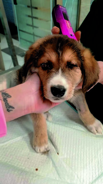 ΟΝΟΜΑ:  Βασίλης – ΒασιλάκηςΡάτσα: Η πιο αγαπημένη μου Ηλικία: 2 μηνών λουλούδι