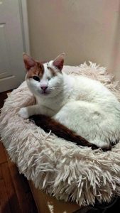 ΟΝΟΜΑ:  ΡοδούλαΗλικία: 3 ετώνΡάτσα: Γουργουριστή