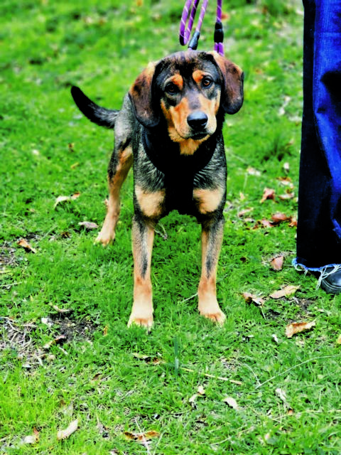 ΟΝΟΜΑ: ΚούκιΗΛΙΚΙΑ: Μικρή, 12 μηνώνρατσα:  Εκ Βόλου