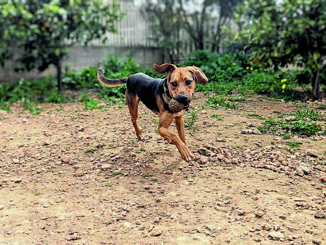 ΟΝΟΜΑ: ΦοίβοςΗΛΙΚΙΑ: 1 έτους ρατσα: Παιχνιδιάρικη