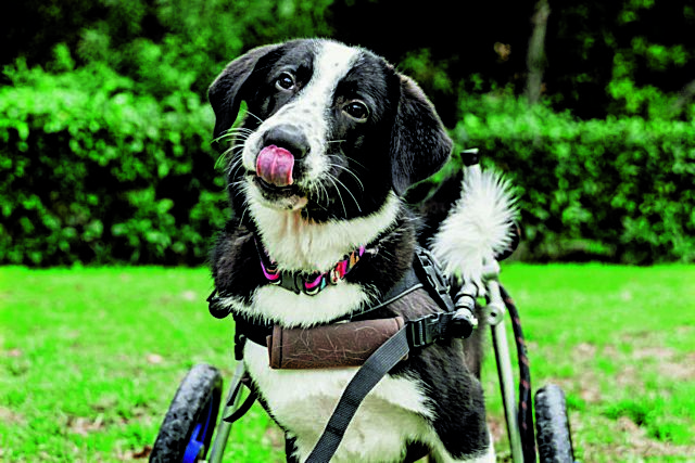 ΟΝΟΜΑ: Bowie (a.k.a Φώτης) Ηλικία: 22 μηνών Ράτσα: Εκλεκτή