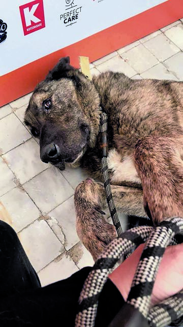 ΟΝΟΜΑ: ΤΑΪΣΟΝΗΛΙΚΙΑ: 5 ετώνΡΑΤΣΑ: Η ιδανική