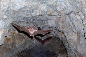 Ολόκληρη οικογένεια μολύνθηκε από μύκητα έπειτα από επίσκεψη σε σπηλιά με νυχτερίδες