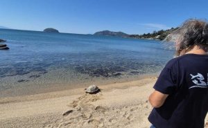 «Ωκεάνια Κυμοθόη»: Η χελώνα καρέτα καρέτα επιστρέφει υγιής στη θάλασσα