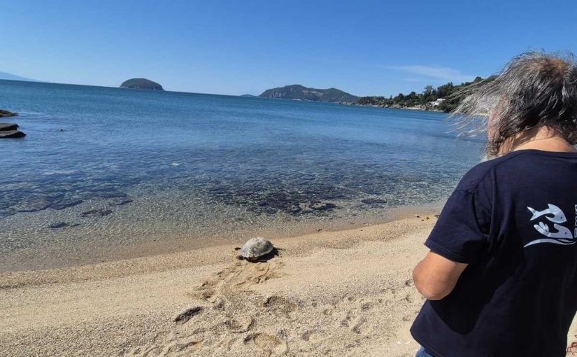 «Ωκεάνια Κυμοθόη»: Η χελώνα καρέτα καρέτα επιστρέφει υγιής στη θάλασσα