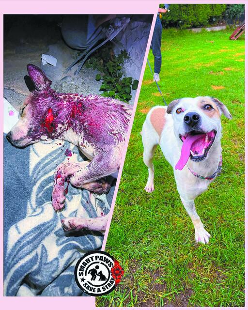 Ονομα: AmazonΗλικία: 2 ετών Ράτσα: Πολεμίστρια της ζωής 