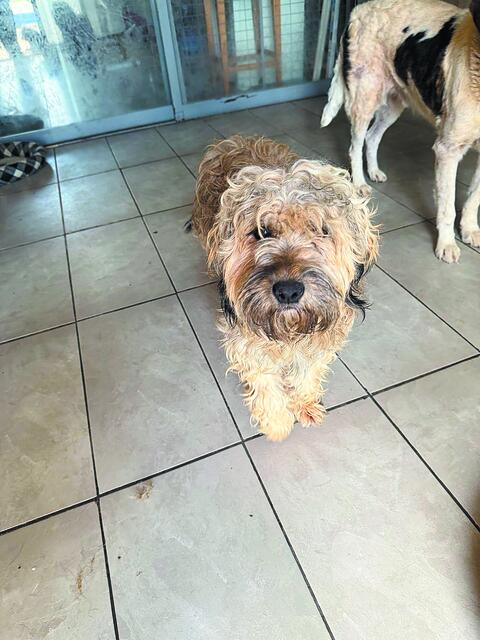 Ονομα: ΜαργαρίταΡάτσα: Αριστοκρατική – Γκριφόν με λίγο poodleΗλικία: 16 μηνών