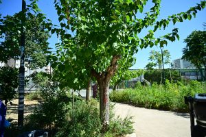 Συναγερμός για 8.000 μουριές της Αθήνας: Ειδικό πρόγραμμα ενάντια σε έντομο – εφιάλτη