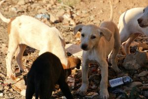 Δεμένα… στο όνομα της «παράδοσης»