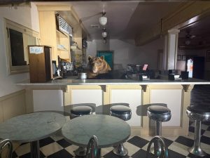 Αρκούδα εισέβαλε σε κατάστημα στην Καλιφόρνια και απόλαυσε παγωτό φράουλα!