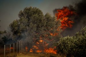 Φωτιά τώρα στον Κουβαρά Αττικής – Στάχτη και καταστροφή άφησαν πίσω τους οι φλόγες στην Κερατέα