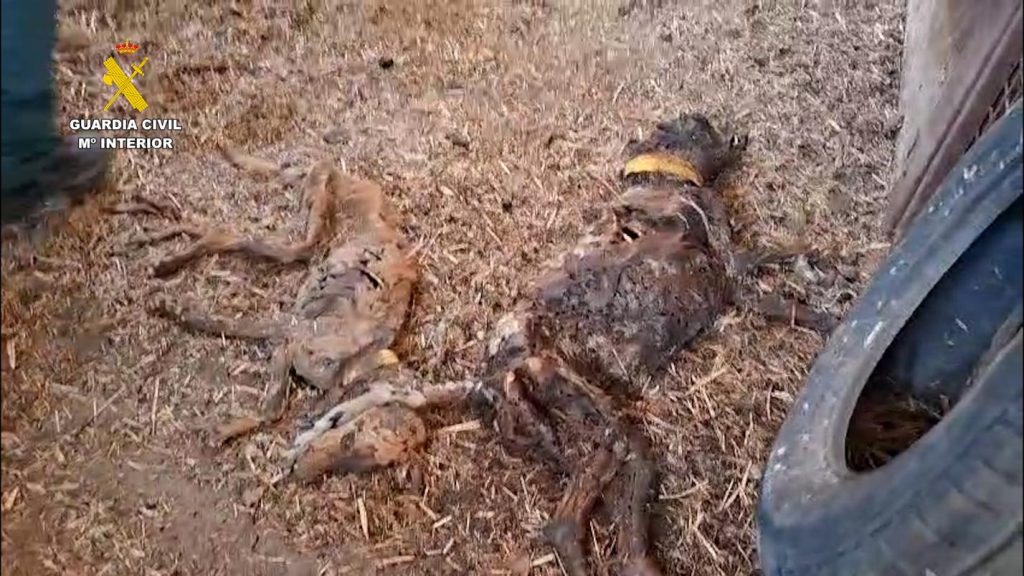 Ισπανία: Βρέθηκαν 32 κουφάρια σκύλων σε αποσύνθεση – Είχαν εγκαταλειφθεί χωρίς τροφή και νερό από τον Ιούνιο