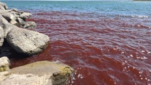 Βιβλικές εικόνες στη θάλασσα της Γαλιλαίας – «Βάφτηκε» κόκκινη (video)