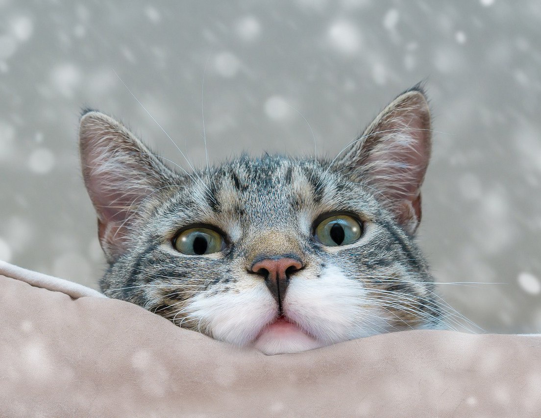 Κτηνωδία στη Νέα Μάκρη: Άγνωστος ακρωτηρίασε γάτα και στη συνέχεια την σκότωσε