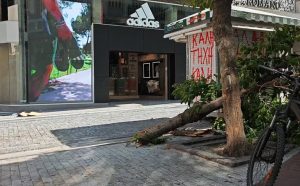 Πτώση δέντρου στην Ερμού λόγω των ισχυρών ανέμων – Δεν υπήρξε τραυματισμός