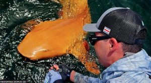 Ο μοναδικός πορτοκαλί καρχαρίας στον κόσμο