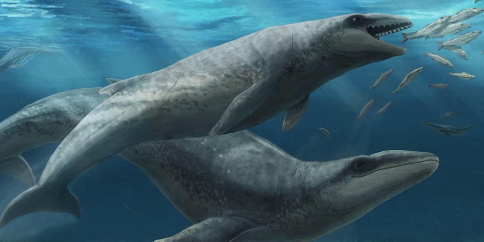 Αρχαία φάλαινα με κοφτερά δόντια που ζούσε πριν από 26 εκατομμύρια χρόνια